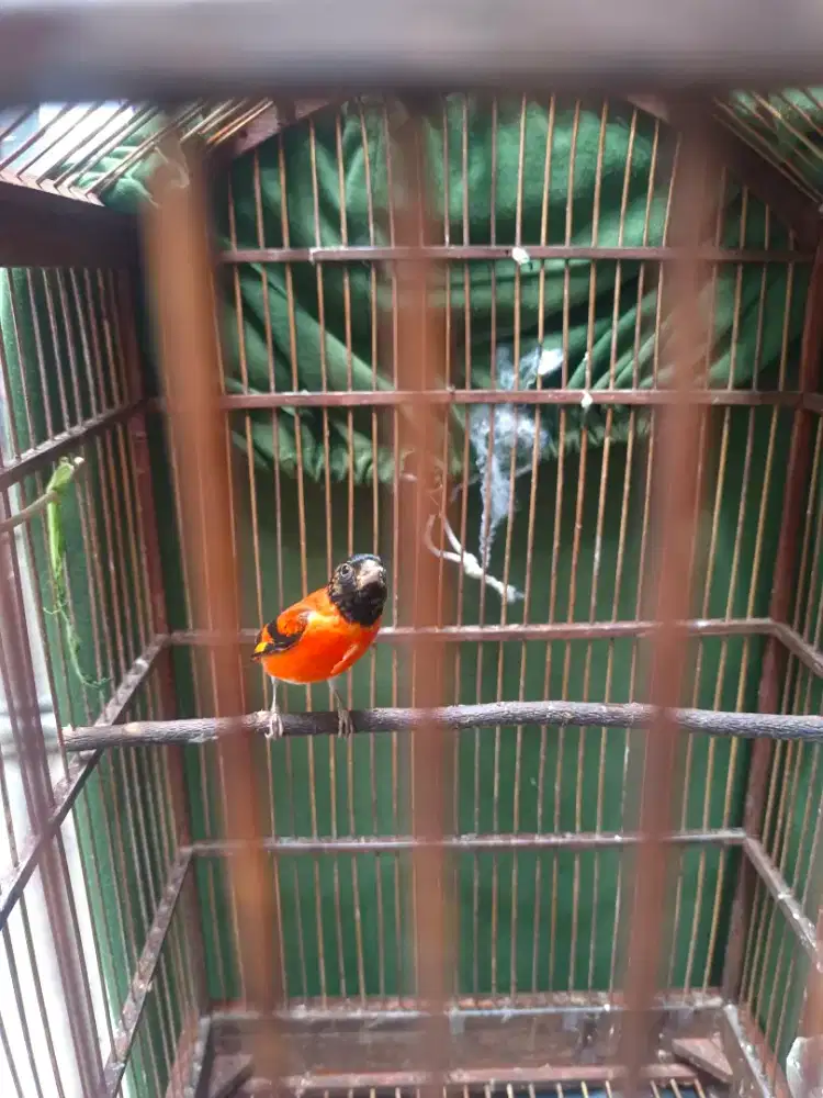 Siskin clasic brisik mulus jual fs