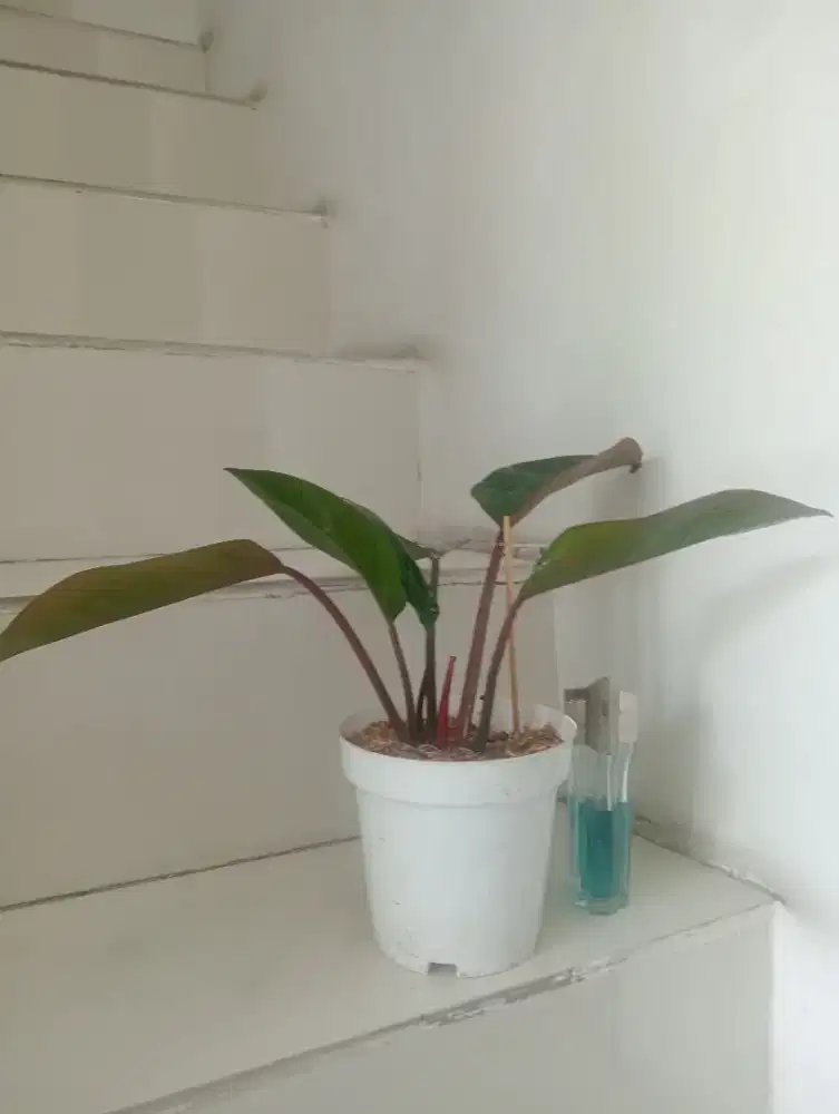 Tanaman hias red congo