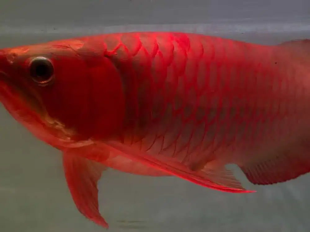 SUPER RED ARWANA 50 CM OTW NGEBLOCK CERAH