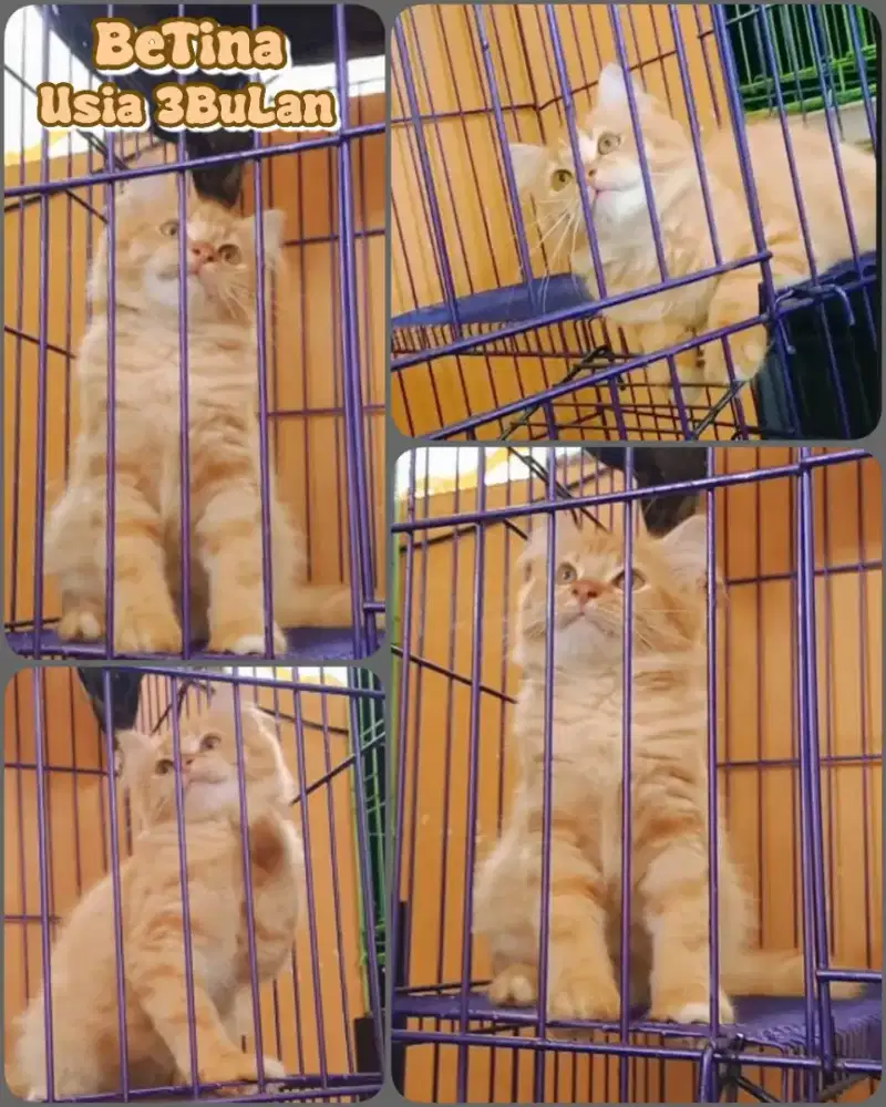 Sioyen betina 3bulan manjalita badan gendut