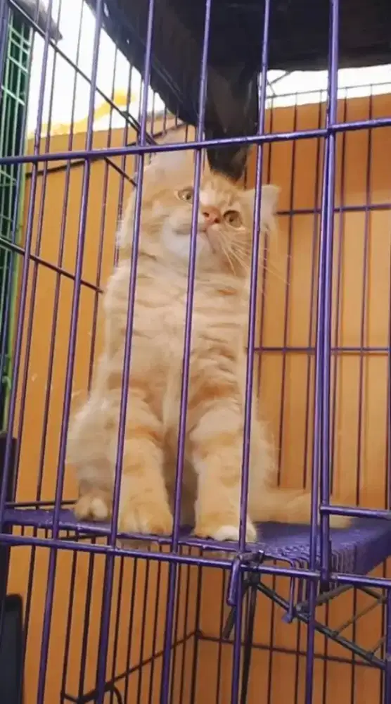 Si oyen barbar manjalitah nya betina