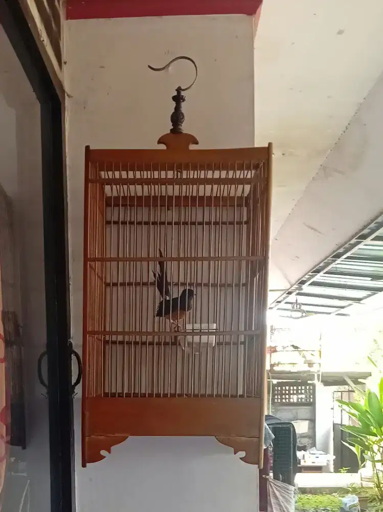 Murai betina mau ngurak sama sangkarnya