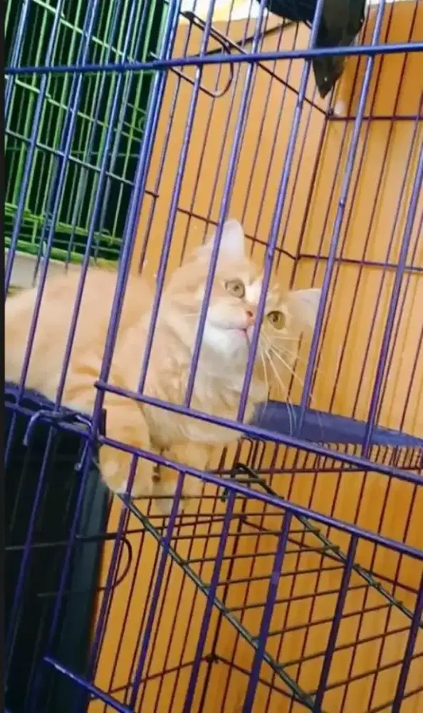 Betina oyen barbar monjalitah kakak betina 3bulan