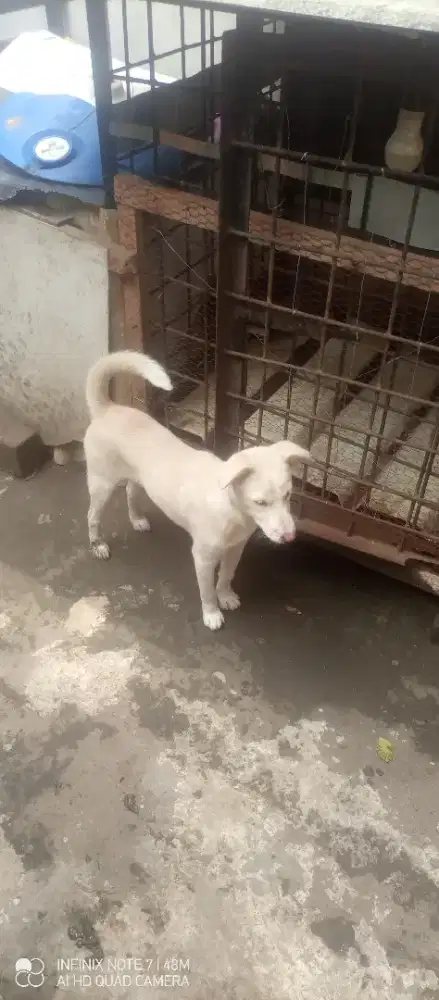Dijual anjing murah