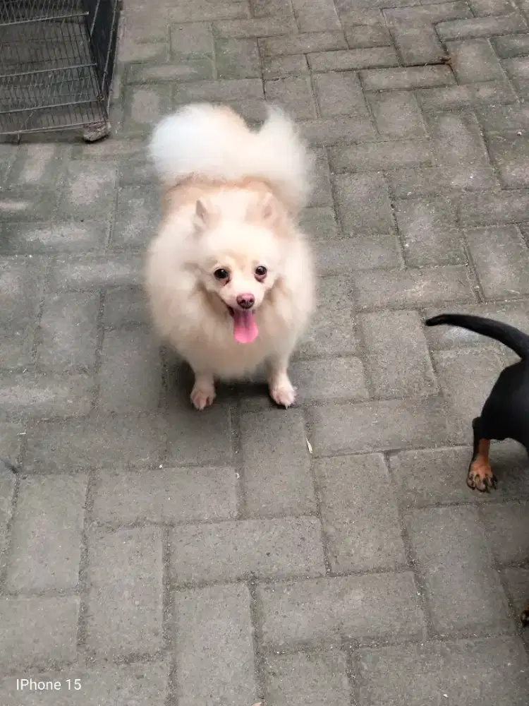 Pomeranian putih betina