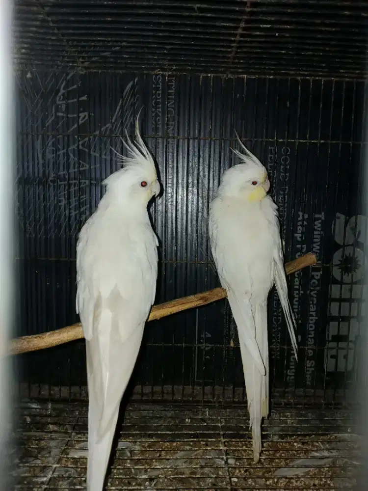 Sepasang Indukan Parkit Australia (Falk)