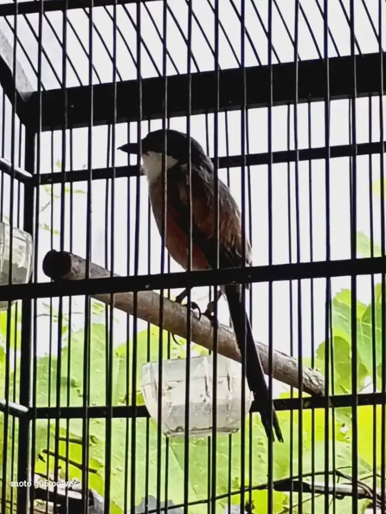 Burung pentet/cendet rawatan gacor dor