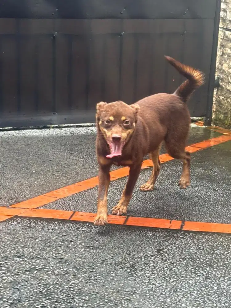 Labrador X Kintamani