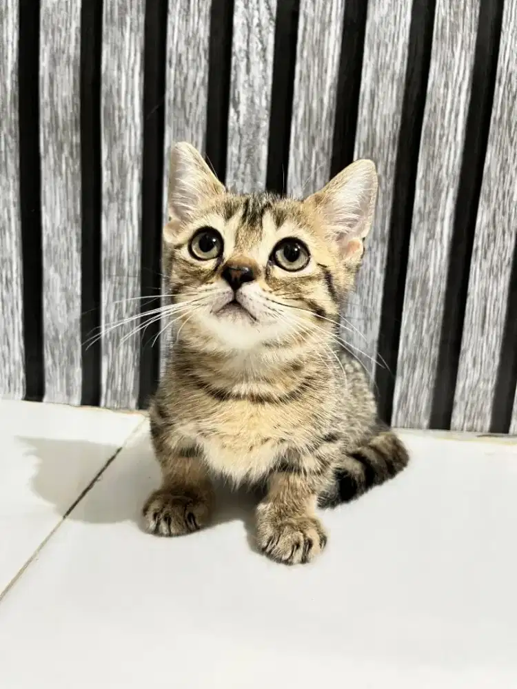 Kitten munchkin x bsh super cebol