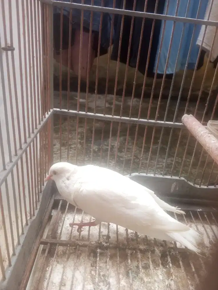 Puter putih mata merah