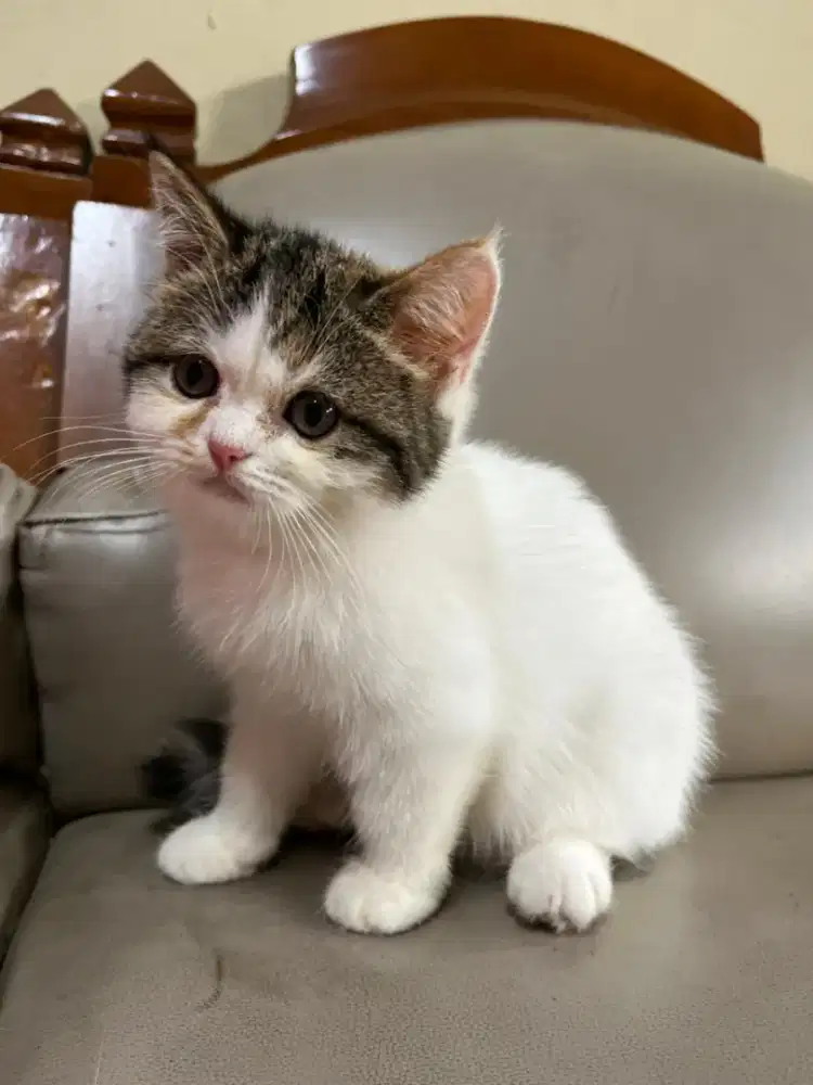 kitten persia lucu