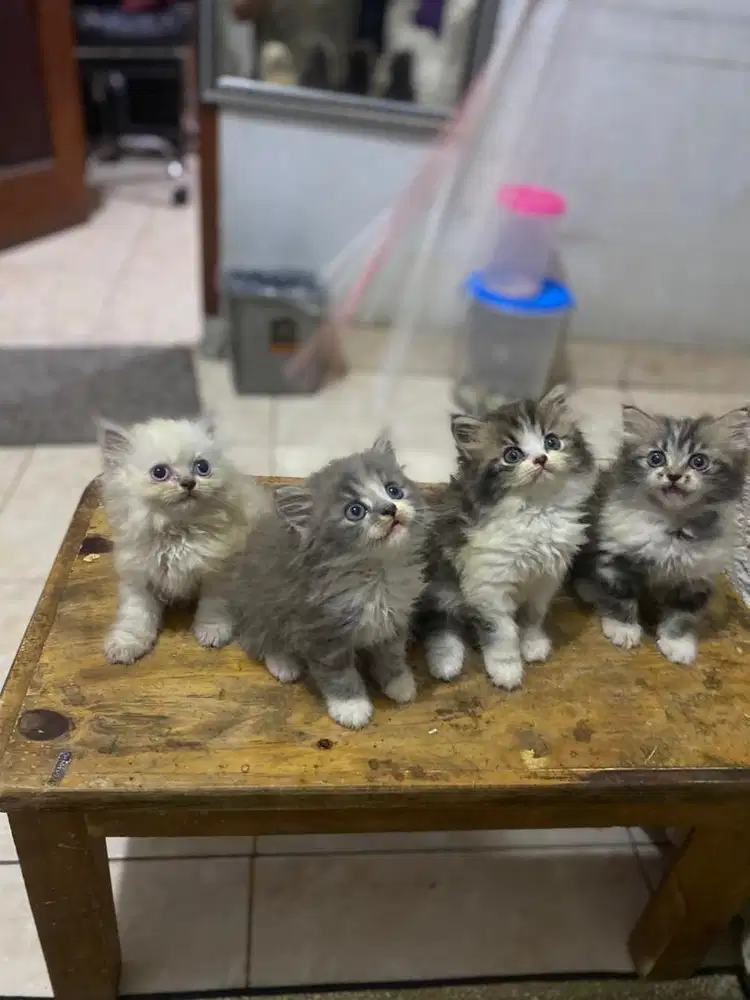 Kitten persia medium