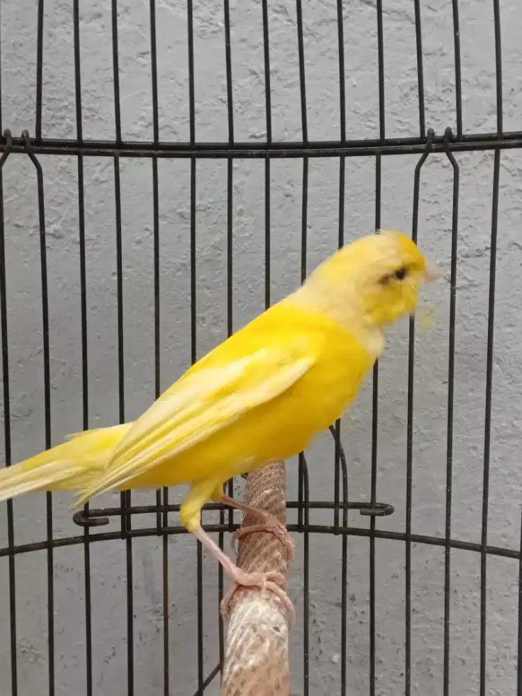 Kenari betina warna polos