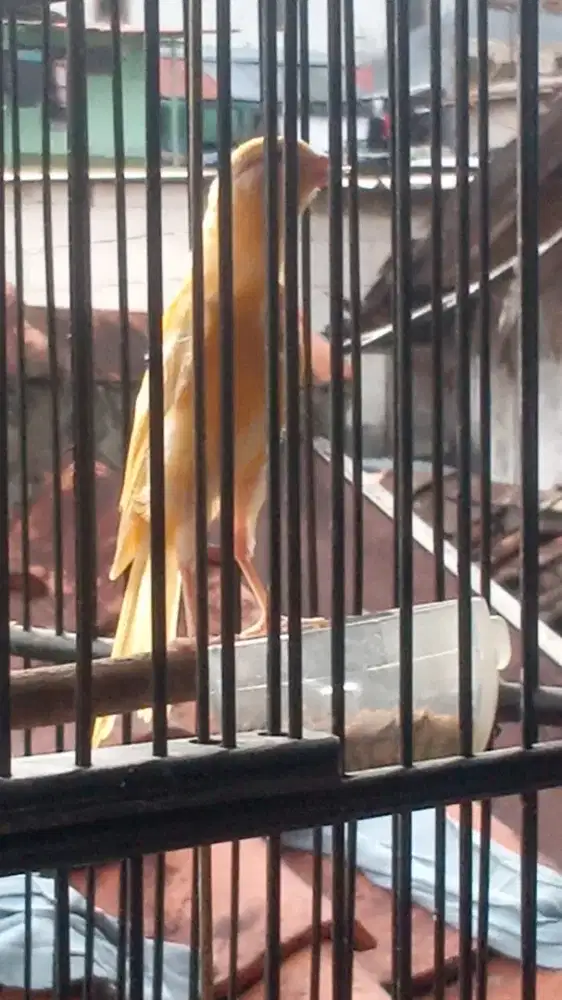 Kenari jantan retina mata merah