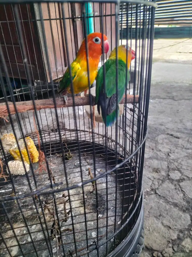 BU borongan 4 ekor LB