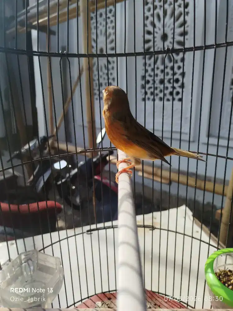 Kenari bon rajin 300 sama kandang