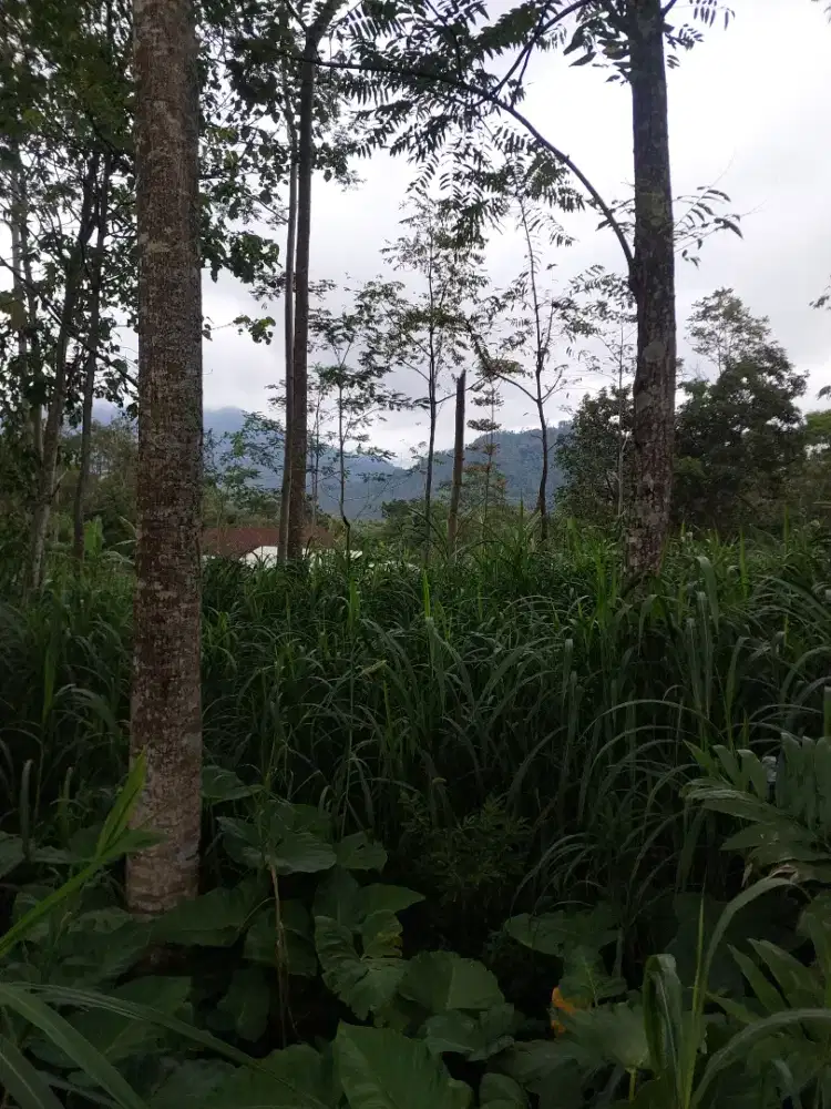 Tanah kebun murah getasan