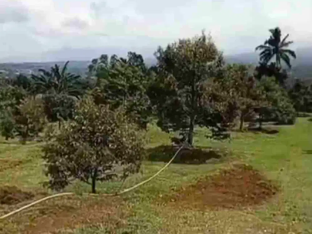 DI JUAL KEBUN DURIAN PRODUKTIP