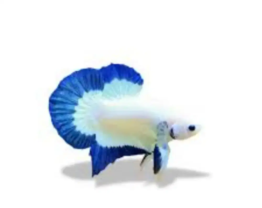 Blue rim F/M atau spair