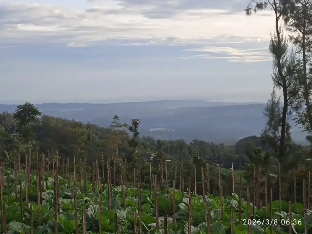 Tanah kebun murah view bagus
