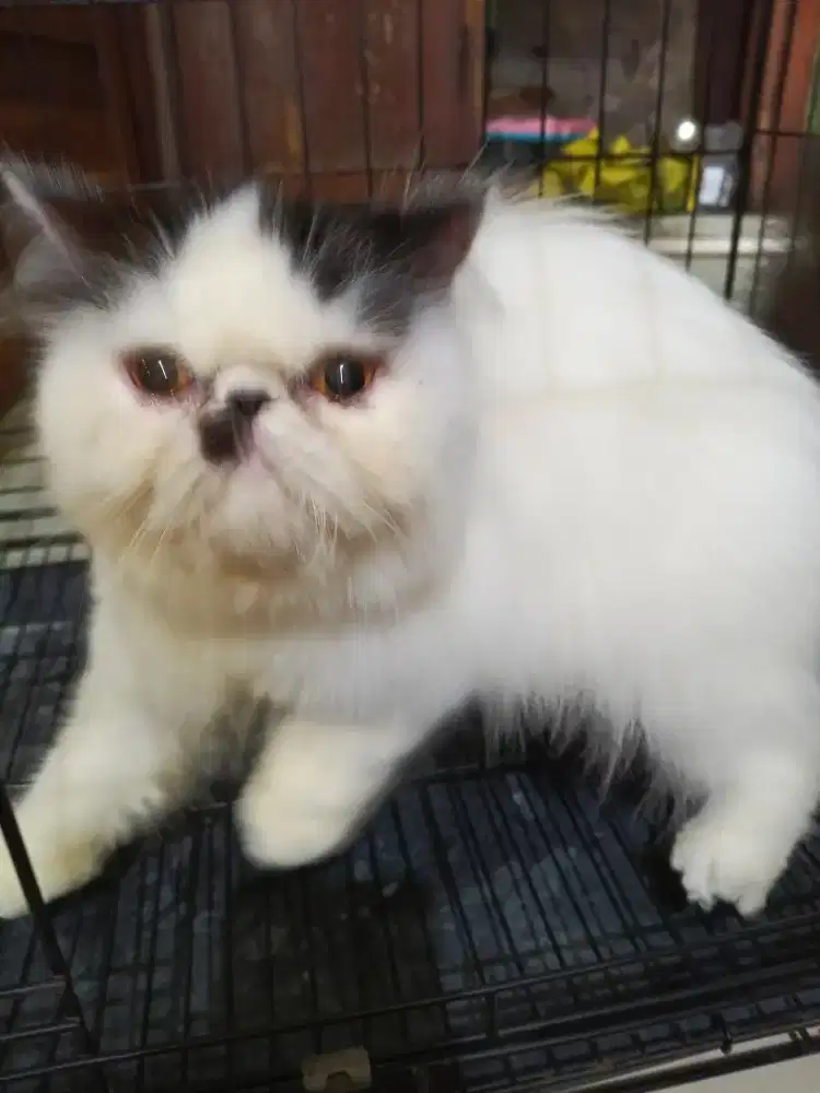 persia peaknose betina