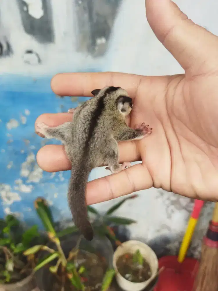 Sugar Glider classic gray jantan