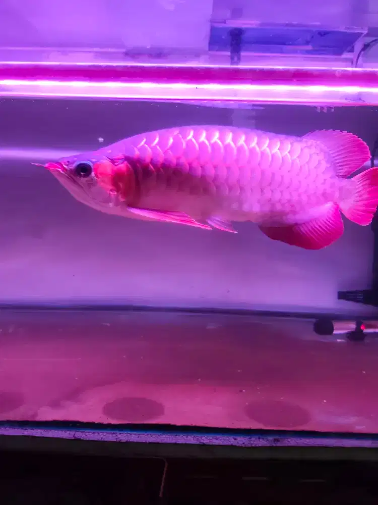 Arwana super red