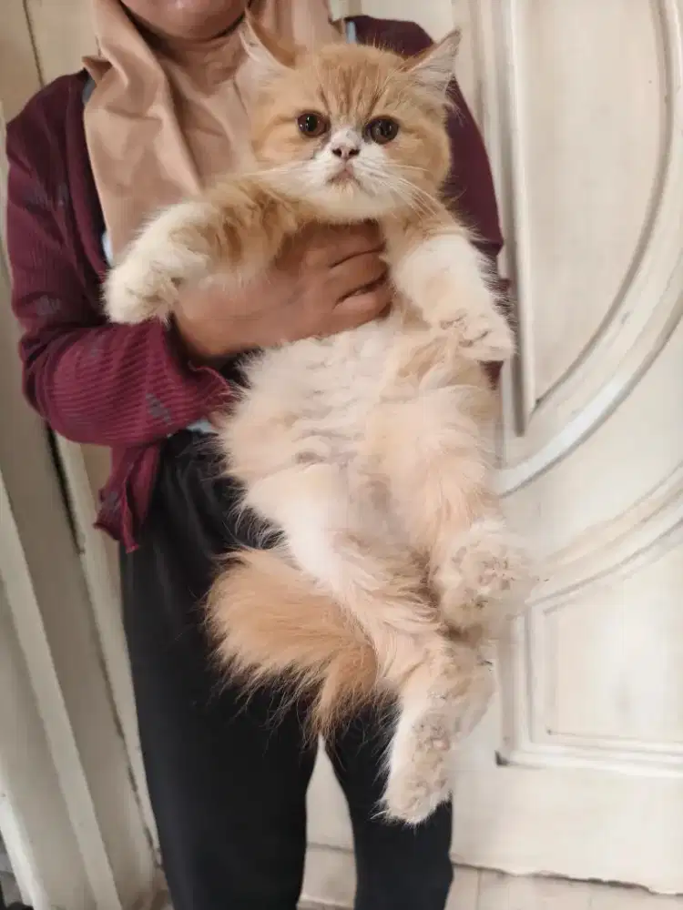 Kitten Flatnose jangan 4 bulan