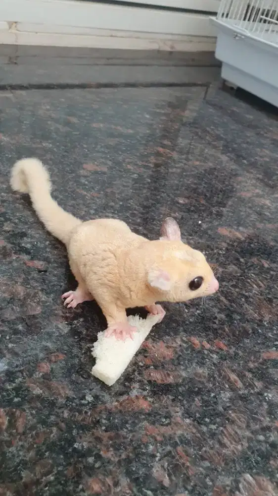 sugar glider pltmoza