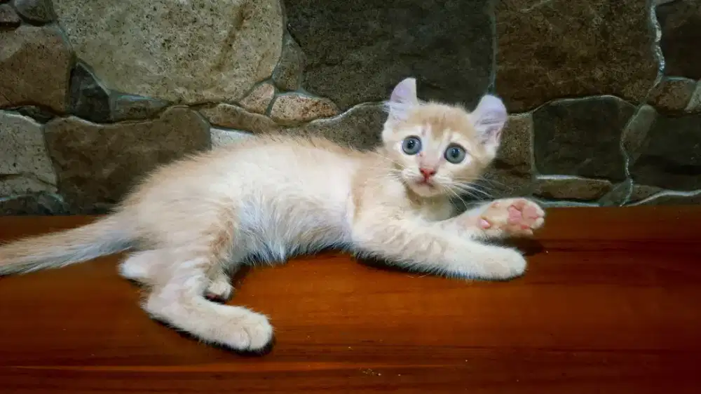 American curl betina