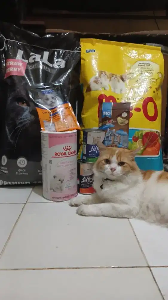 Penitipan Pet Kucing RAFA
