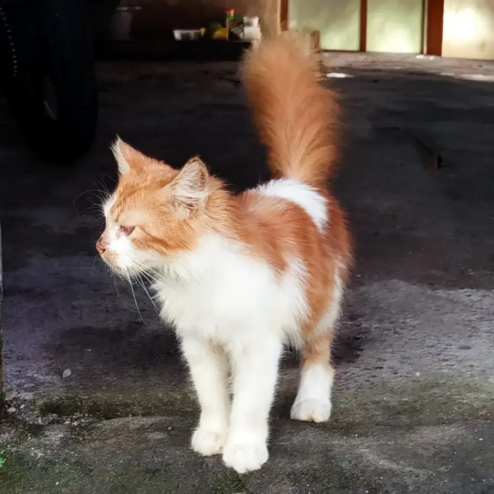 Kitten jantan 6 bulan