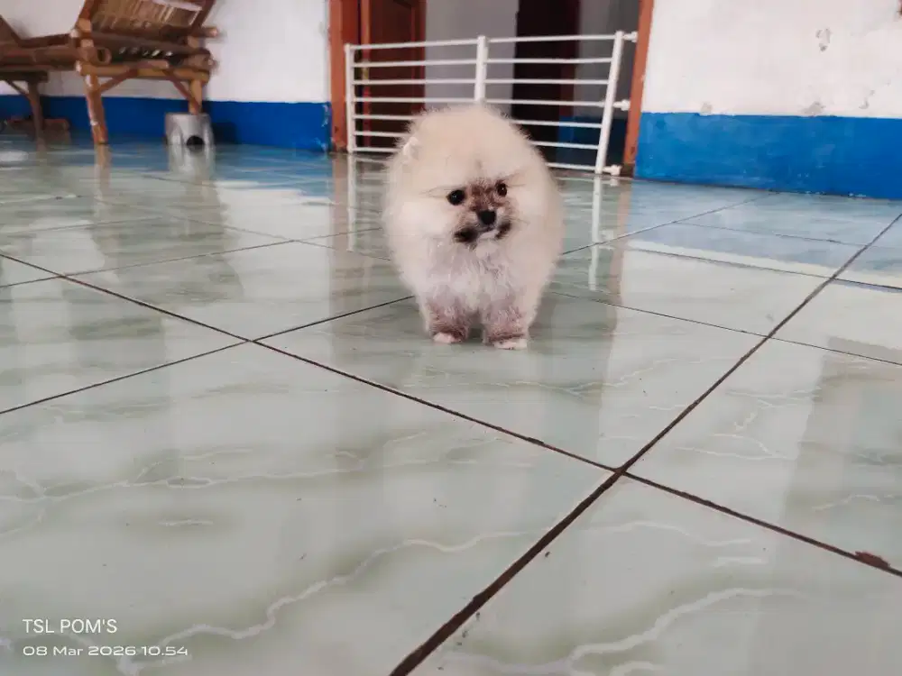 Superminipom ,Minipom, Pomeranian