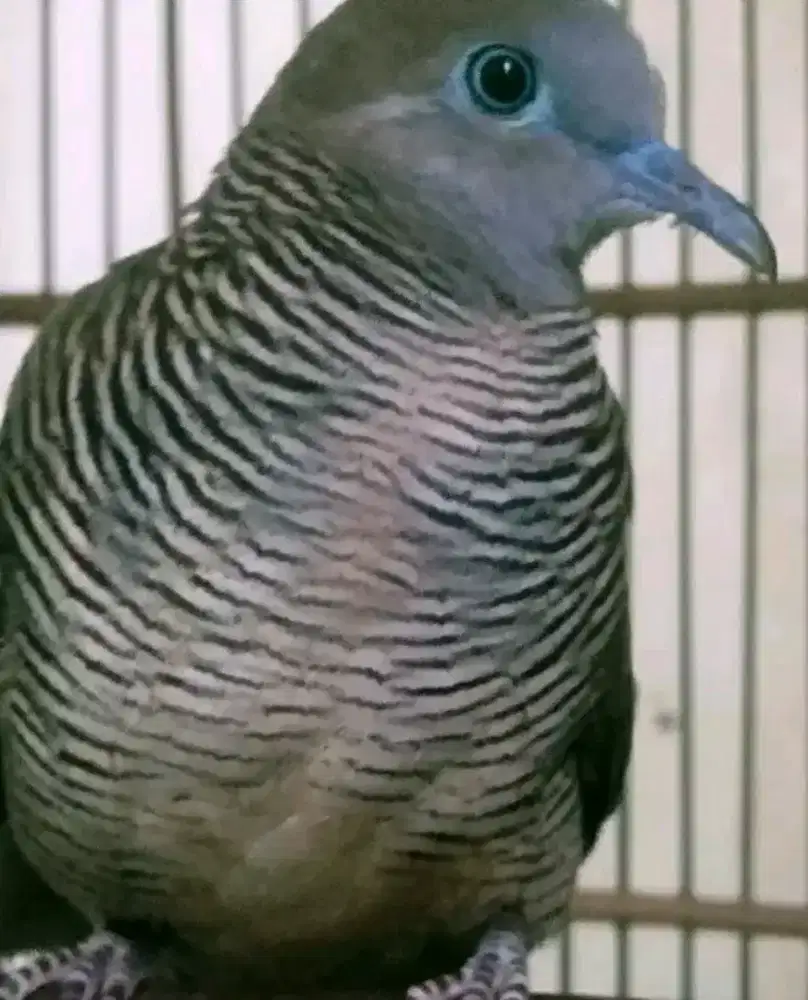 Perkutut kalung tepuk lokal super