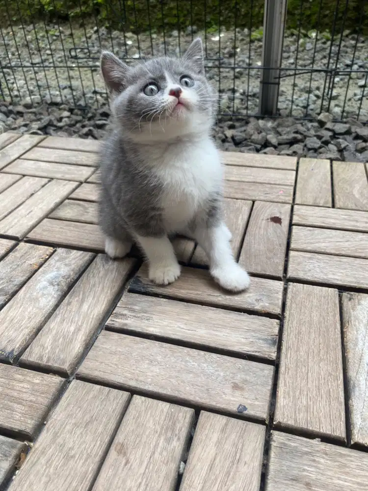 Kucing British Short Hair (BSH)