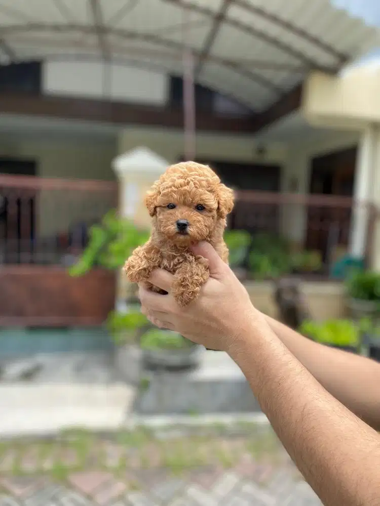 Teacup / tiny poodle betina