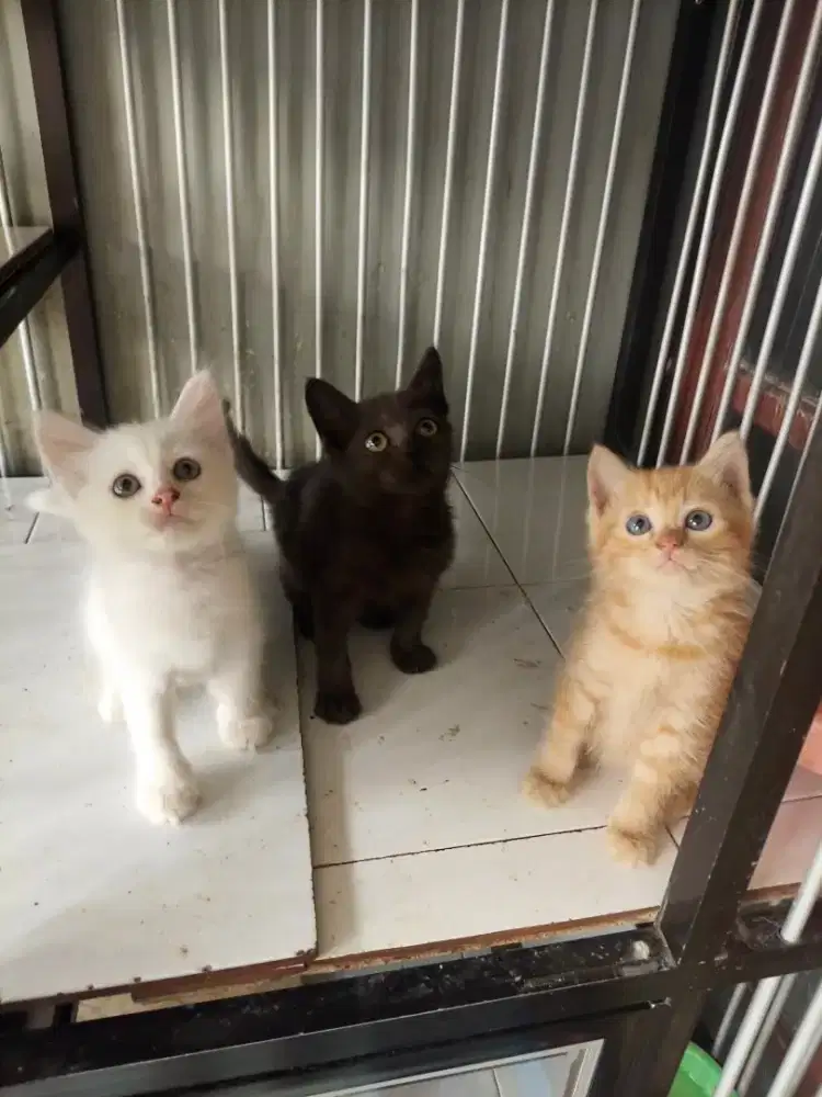 Persia medium 2,5 bulan