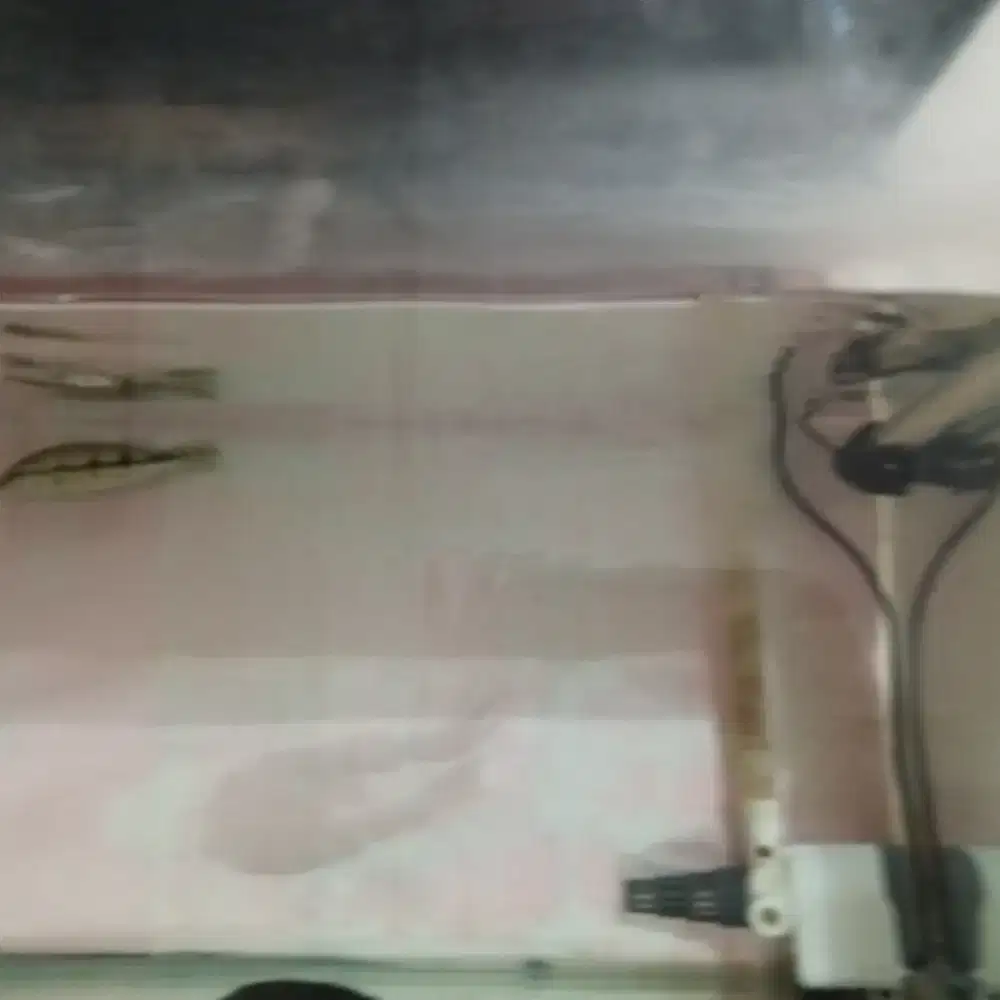 Dijual 2 ekor ikan ukuran 12 cm