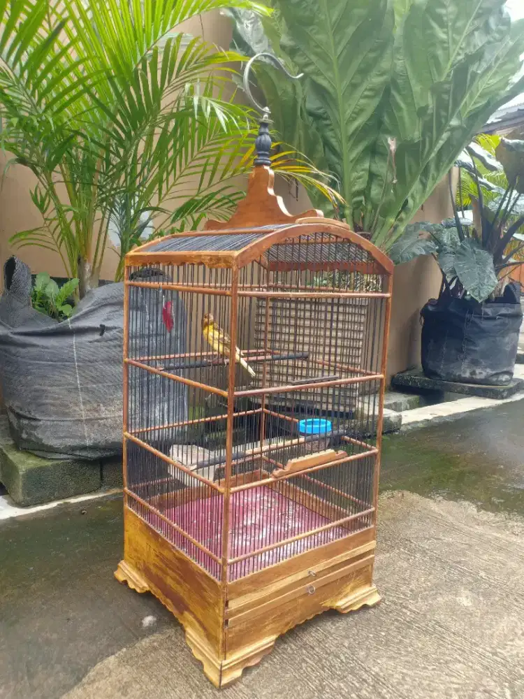 Kenari ,rajin wiksar tinggal pecah suara,Jual plus Kandang