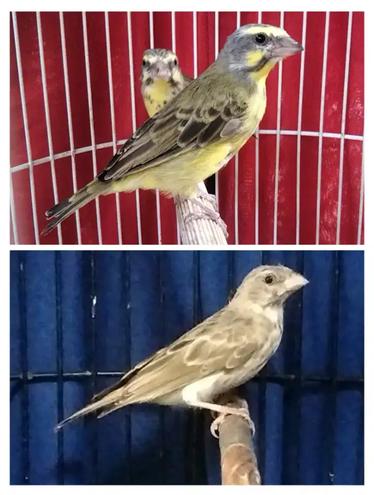 Mozambik dan sanger betina dara siap