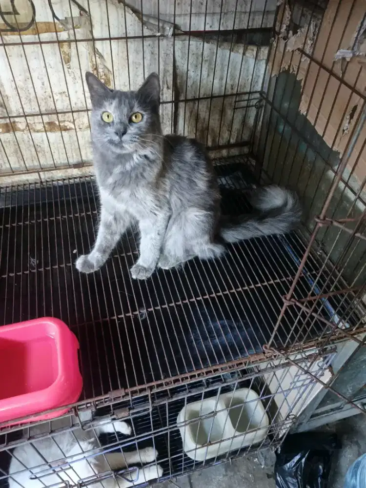 Persia betina birahi 7,5 bulan