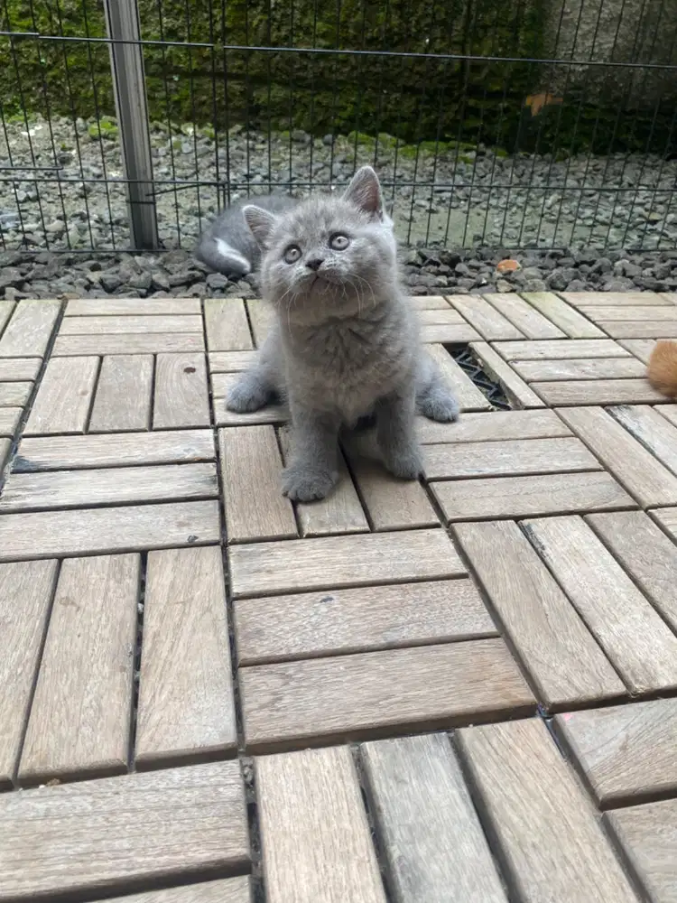 Kucing British Short Hair (BSH)