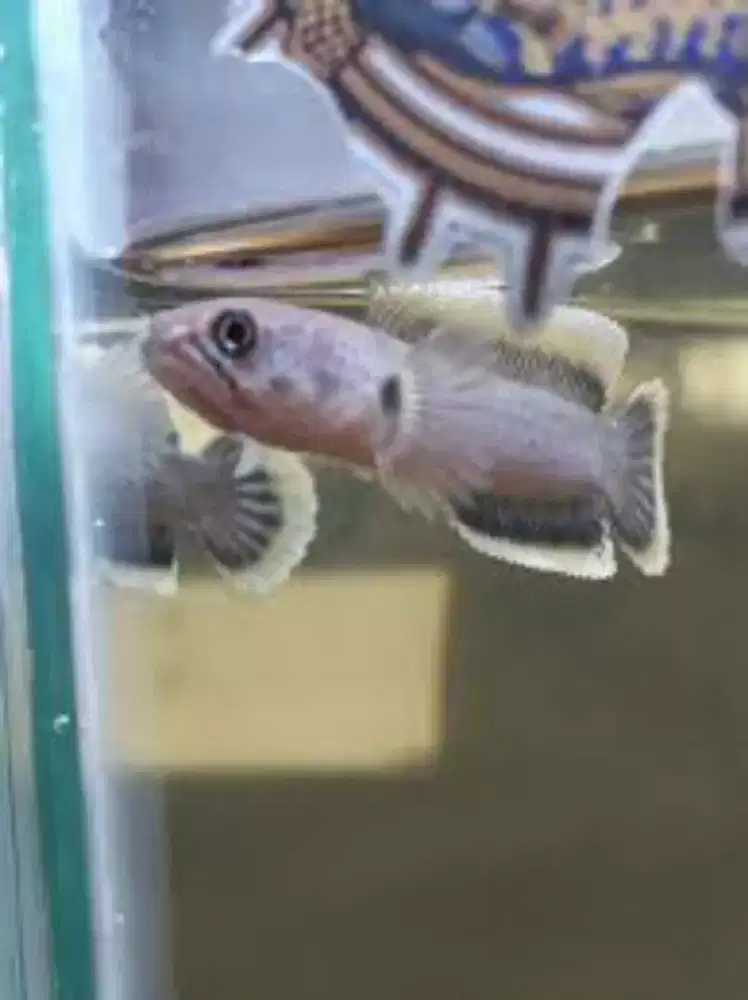 JUAL Channa Limbata CB High Quality - Mental Joss Flaring Tangan