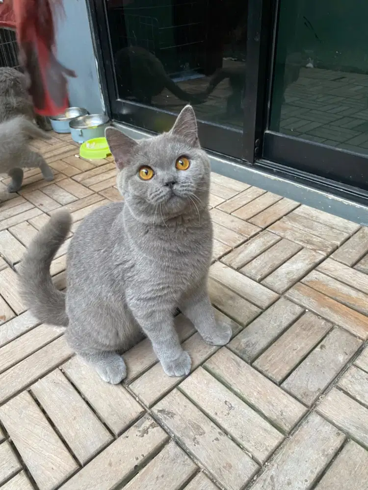 Kucing British Short Hair (BSH)