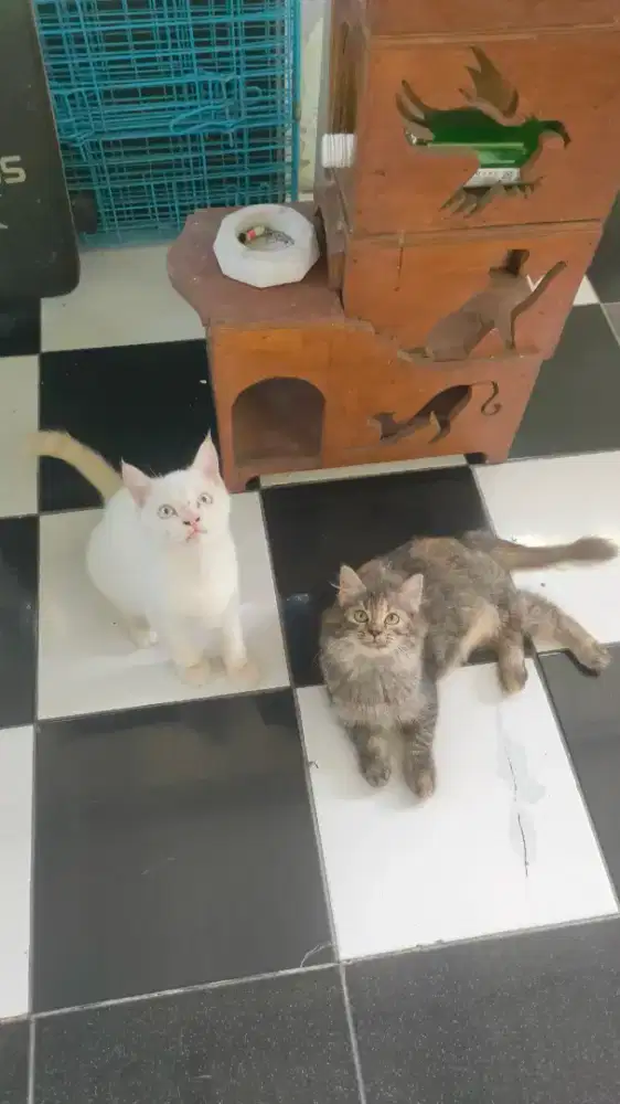Kitten 2 ekor Betina