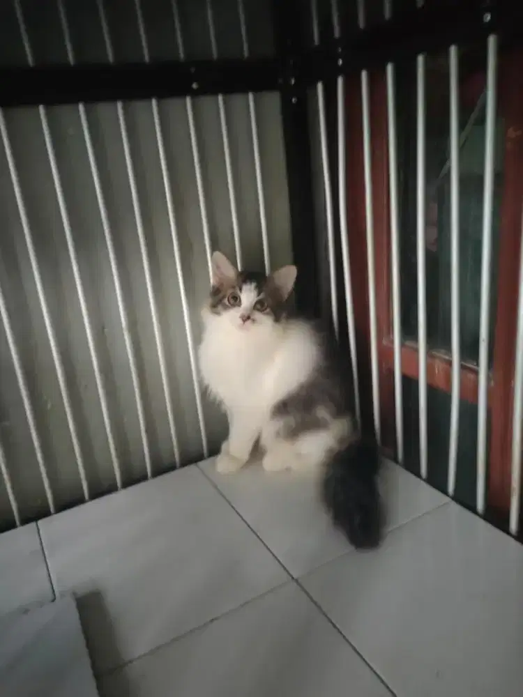 Persia betina 3 bulan