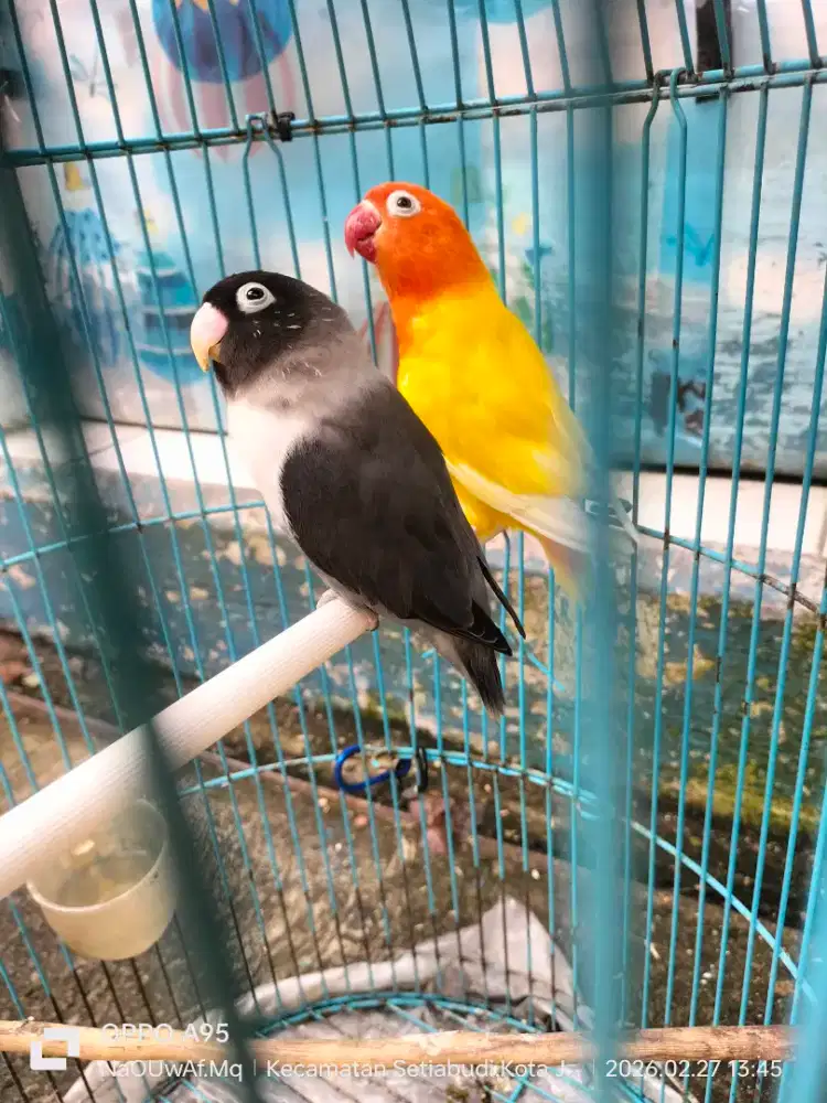 Lovebird pasangan dewasa produksia