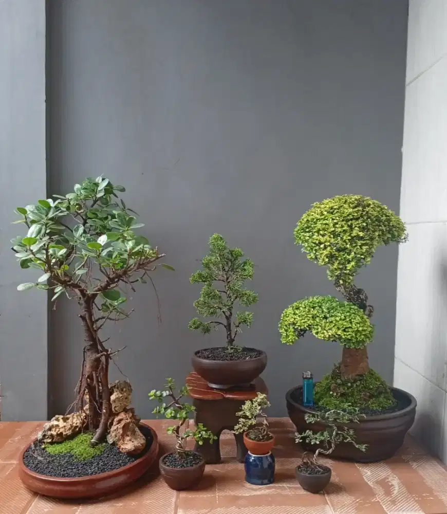 Mini bonsai antik borong murah 6 pot