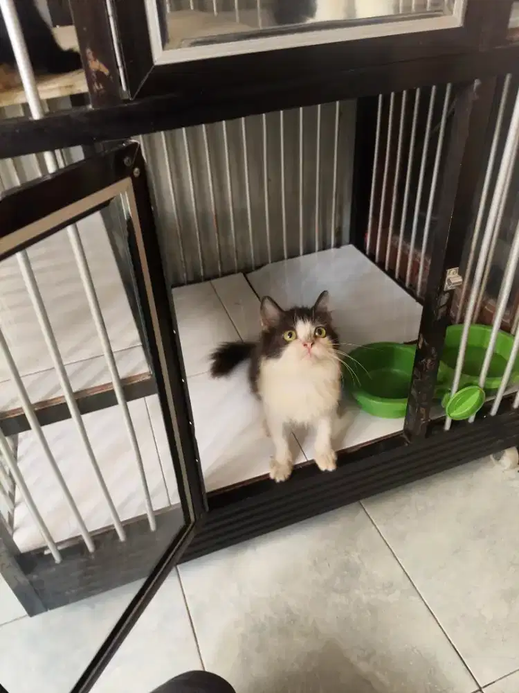 Flatnose jantan 3,5 bulan