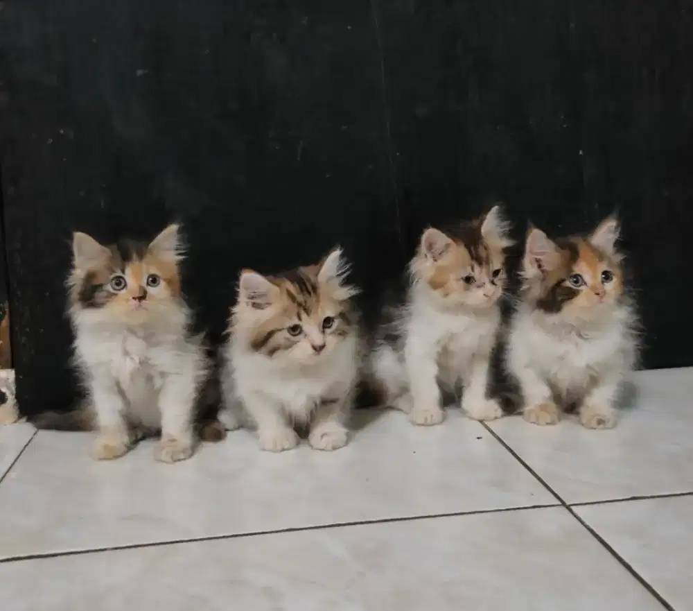 Kitten Persia Calico